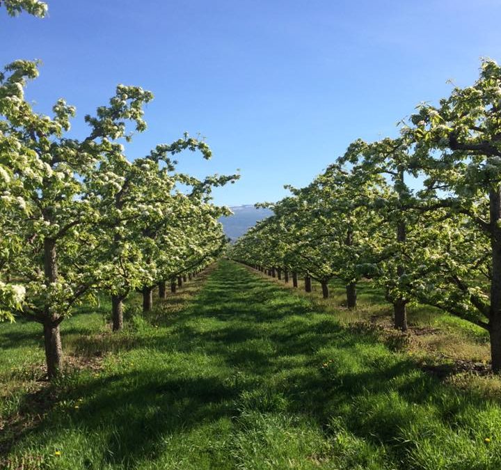 Pear Orchard