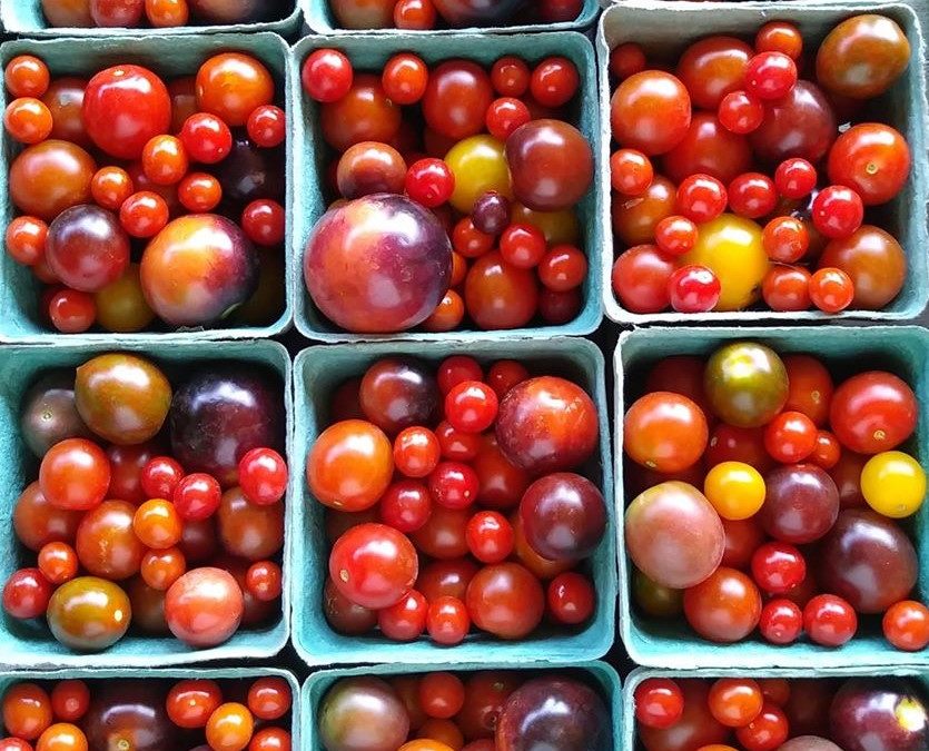 Cherry Tomatoes from the Garden