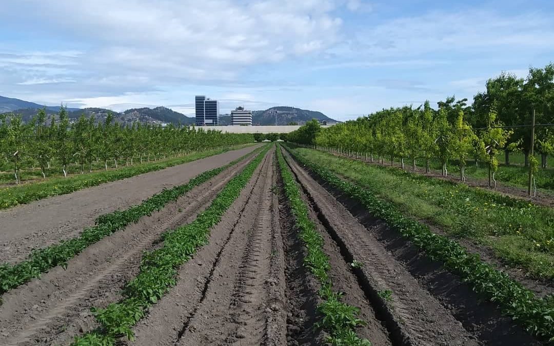 The Potato Patch